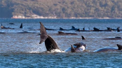 son of asia f95zone|Australia saves 25 stranded pilot whales, rescue efforts continue.